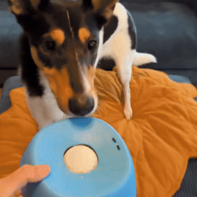 Bol de léchage pour chien – Mange Lentement & Reste Calme